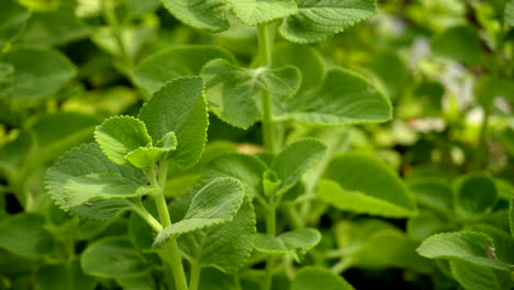 Eine-Nahaufnahme-Von-Mexikanischen-Minzpflanzen,-Die-Bei-Tageslicht-Im-Garten-Wachsen,-Nahaufnahme-Des-Krauts-Ajwain