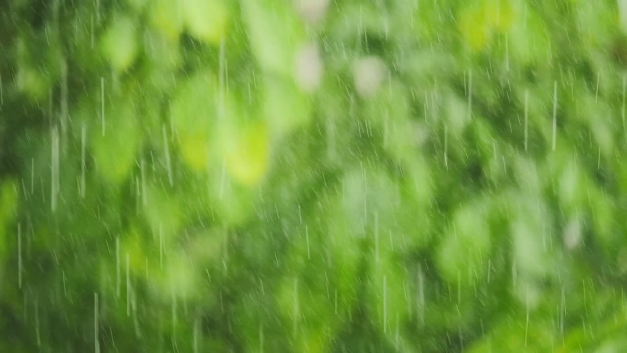 close-up of heavy rainfall in jungle