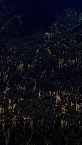 aerial view of a dense pine forest on a mountainside