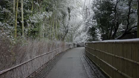 snowflakes falling over arashiyama bamboo grove in kyoto with no people