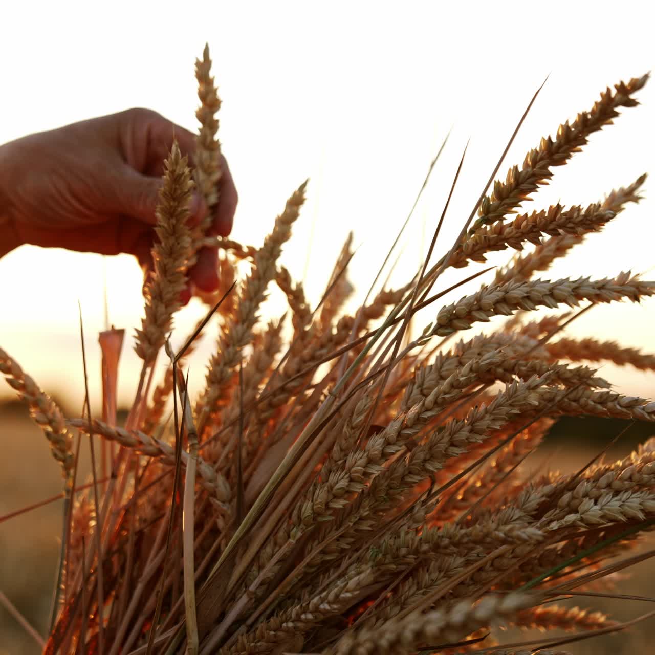 Hand of unrecognized person is holding a bunch of ripe wheat ears. Rays of setting sun go through the spikelets. Close up