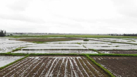 Vista-Cambiante-De-Un-Campo-De-Arroz-En-Hoi-An,-Vietnam,-Una-Toma-De-Pista-Capturada-Por-Un-Dron