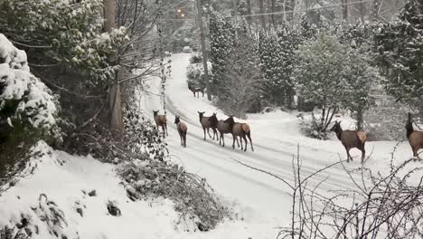 Manada-De-Alces-Caminando-Por-Un-Camino-Cubierto-De-Nieve-En-Bc-Canada