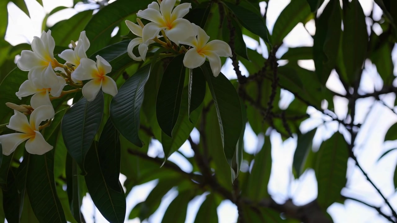 Fiori di plumeria bianchi che sbocciano su un ramo d'albero