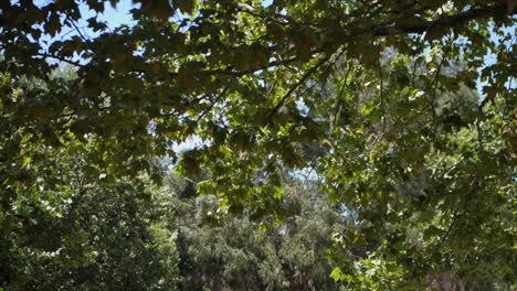 Green-Tree-Leaves-Swaying-Above-An-Artificial-Water-Stream