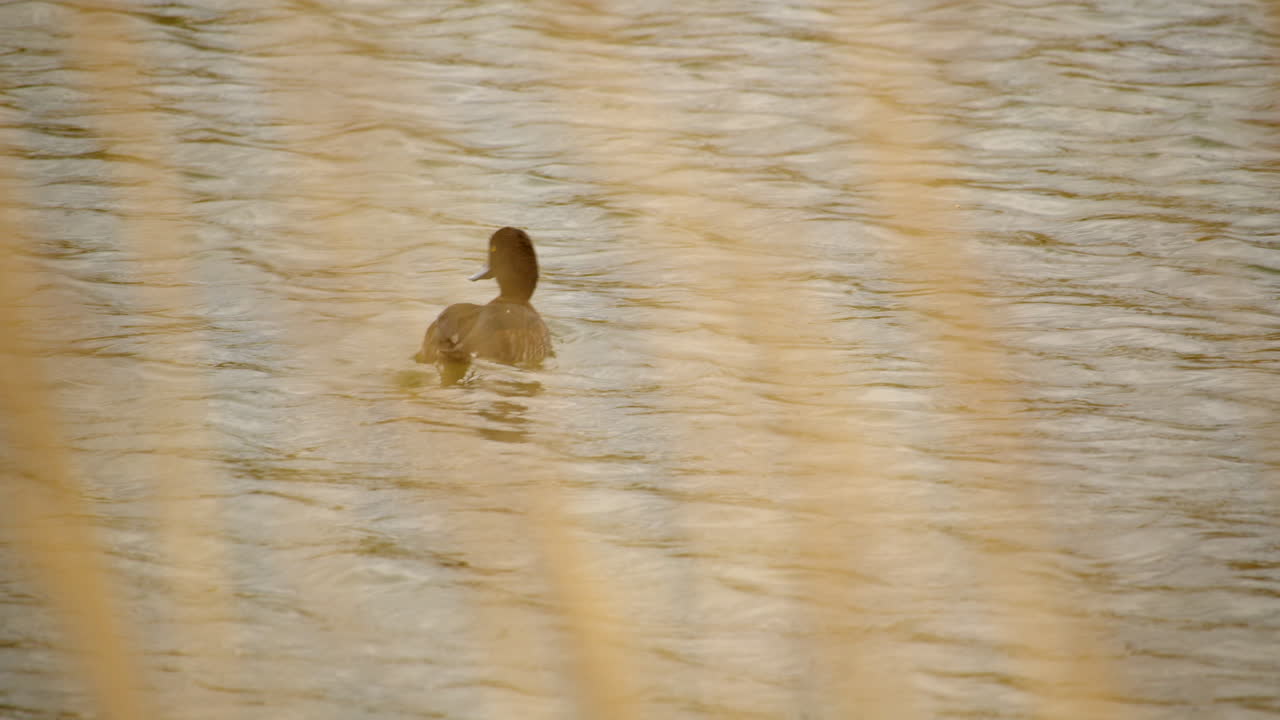 물의 가장자리 시골 공원 에 있는 갈대 를 가로질러 은 암 오리 의