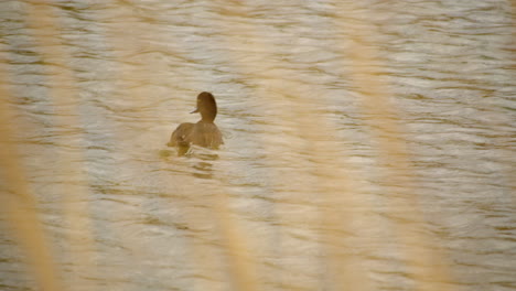 Foto-De-Una-Hembra-De-Pato-Copetudo-A-Través-De-Juncos-En-Waters&#39;-Edge-Country-Park