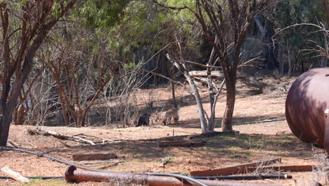 Shot of Wild goats in the outback of New South Wales, Australia