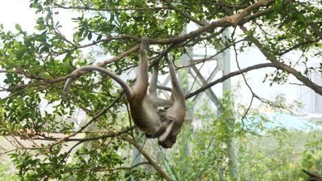 las colas como cuerdas, se balancean y se balancean, en las copas de los árboles, mientras las ramas juegan