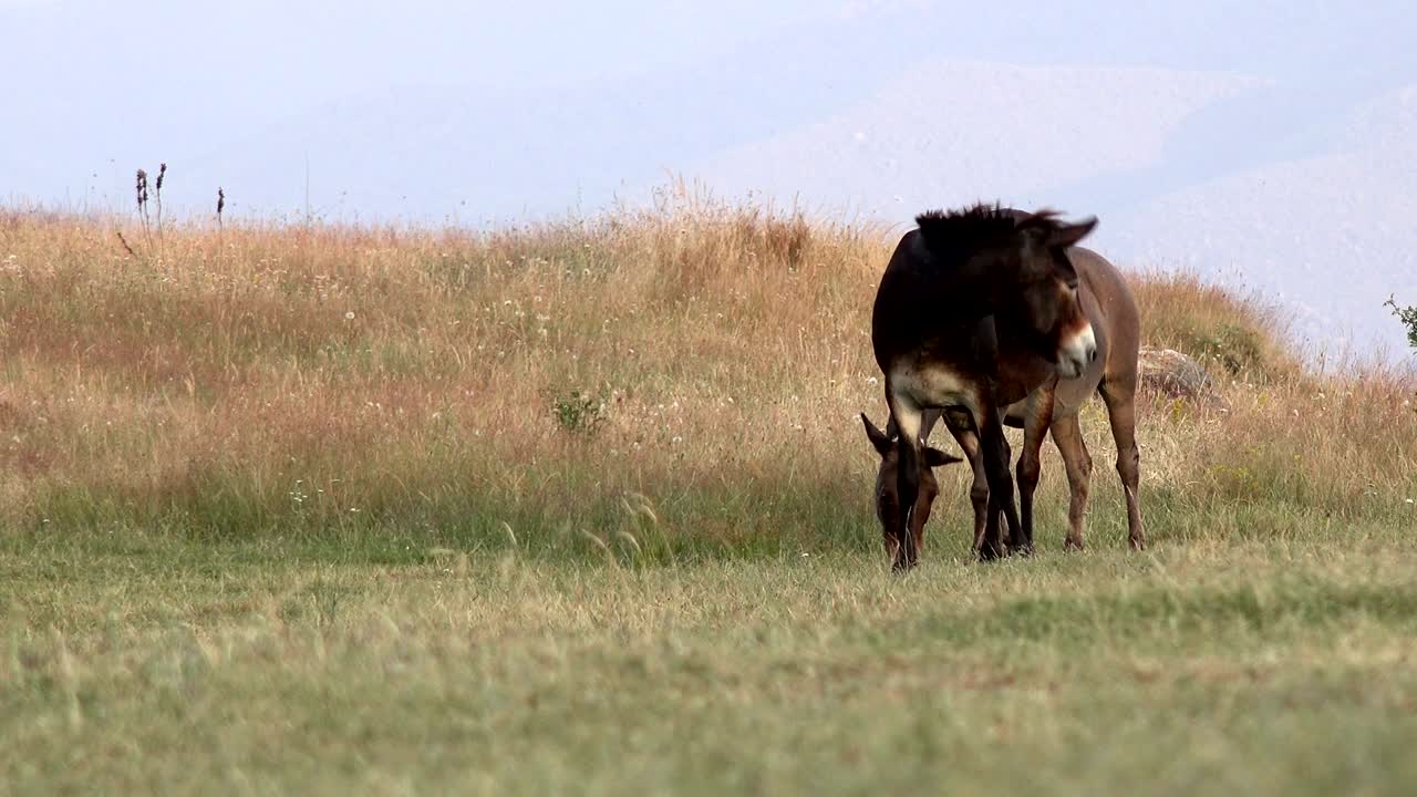 caballos pastando en el prado de hierba a gran altitud de la montaña