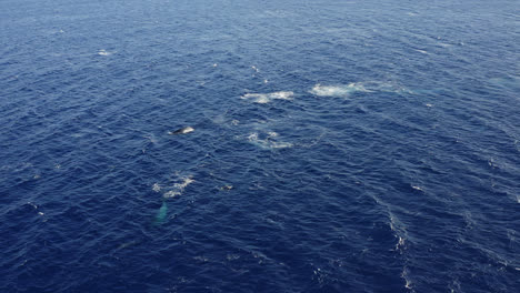 A-pod-of-male-humpback-whales-show-off-for-a-female-during-mating-season-in-Maui,-Hawai'i