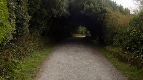 Plano-Medio-De-árboles-Sobre-Un-Camino-Rural-En-Crecimiento-En-Bessy&#39;s-Cove,-The-Enys,-Cornwall