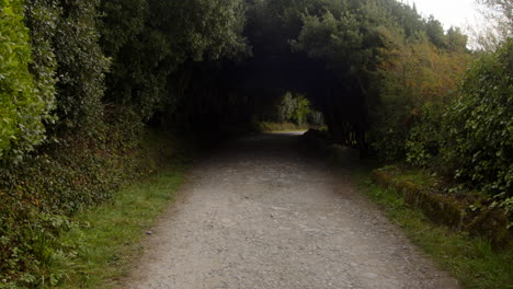 mittlerer schuss von bäumen über der wachsenden landstraße in bessie's cove, the enys, cornwall