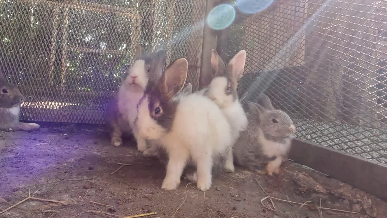 토끼들이 에서 뛰어다니며 상호 작용합니다.