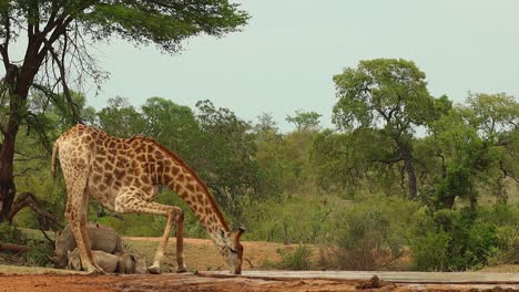 una jirafa bebiendo en un pozo de agua con rinocerontes blancos tendidos en el fondo, parque nacional kruger