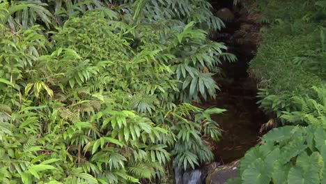 stream cascading out of dark tropical rainforest luxurious bush, tilt