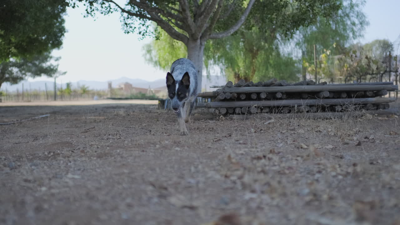 pastor australiano caminando en un rancho