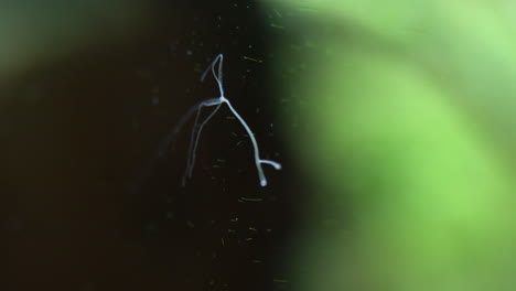 hydra mounted on aquarium glass showing asexual reproduction with bud growing on lower body