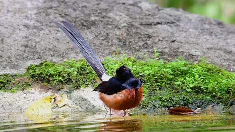 Shama-De-Rabadilla-Blanca-Bañándose-En-El-Bosque-Durante-Un-Día-Caluroso,-Copsychus-Malabaricus,-En-Cámara-Lenta