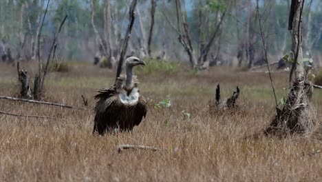 喜马拉雅高原 (himalayan gryphon vulture) 濒临灭绝,由于食物来源和<unk>息地丧失,