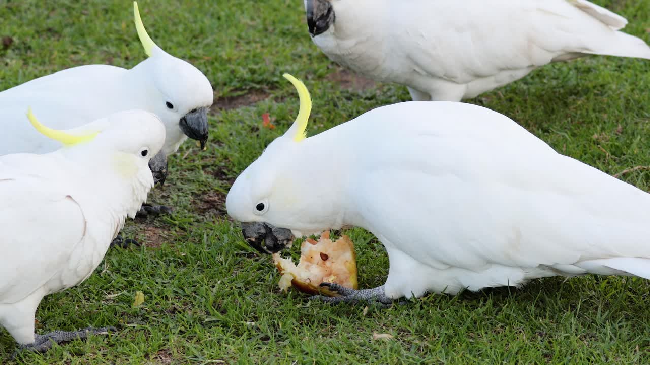 cacatuas compartiendo comida en el suelo herboso