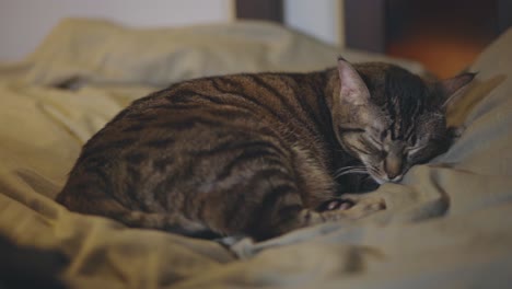 gato atigrado descansando y durmiendo en una cama blanda en casa - control deslizante a la derecha