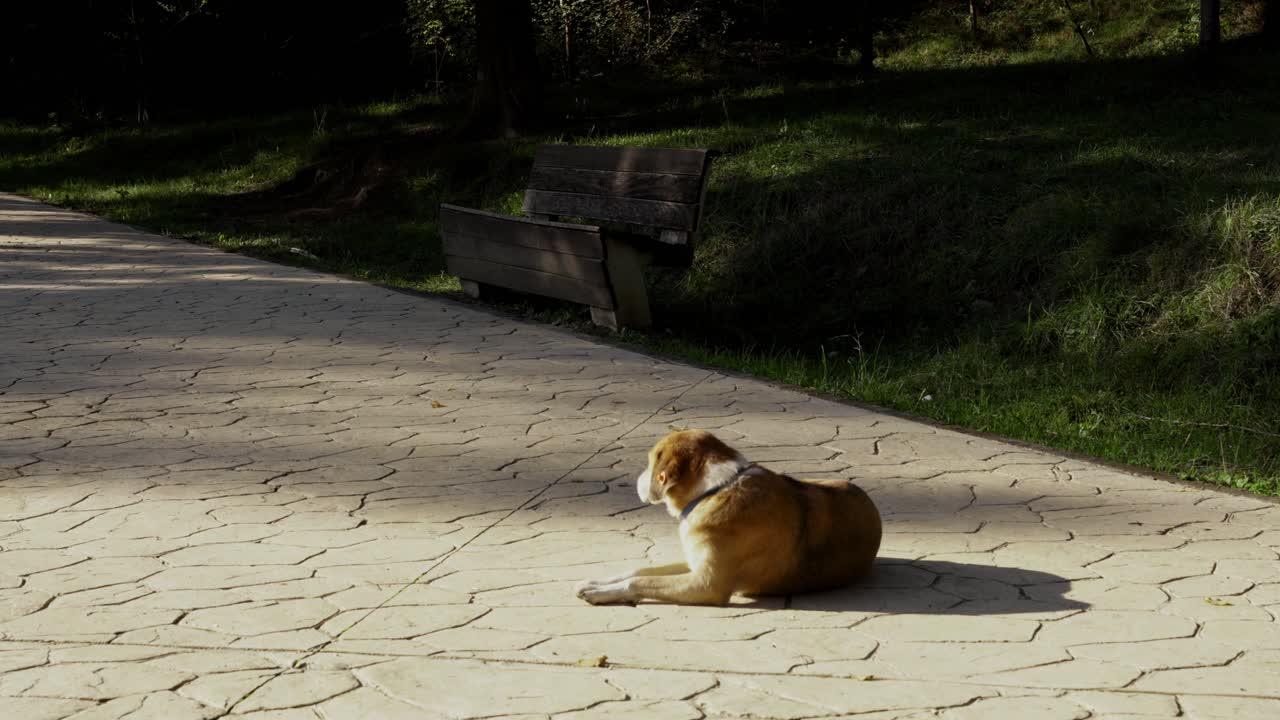 Homeless street dogs warm and nap on concrete road of quiet park, cold morning of autumn, static view