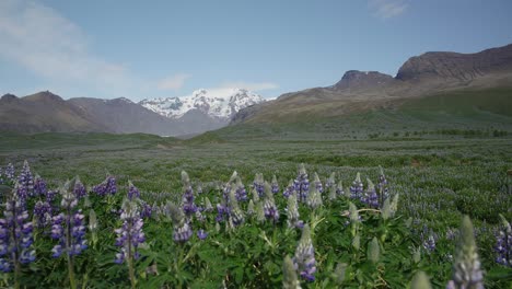 Purple lupine flowers in a field gently dancing in a breeze with snowy Iceland mountains in the background