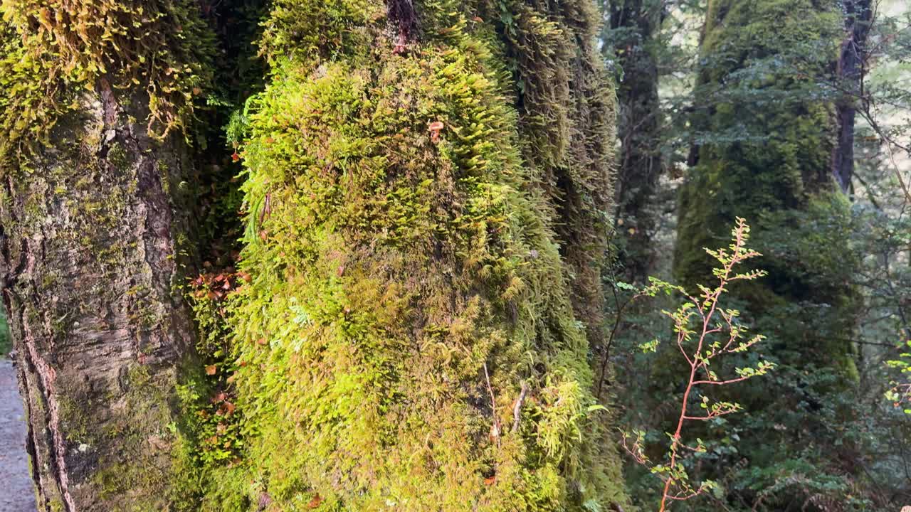Camera slowly pans along a mossy tree trunk in a temperate New Zealand forest, highlighting vibrant green moss, ferns, and soft natural light