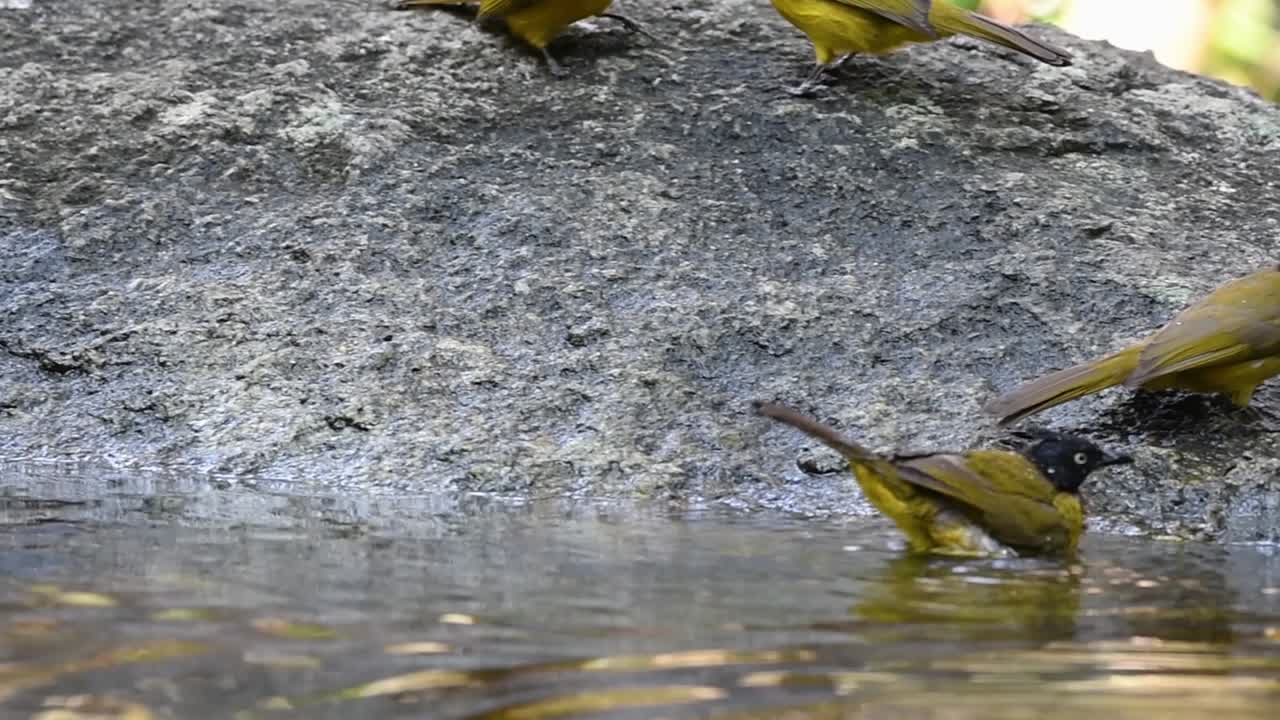 bulbul de cresta negra bañándose en el bosque durante un día caluroso, pycnonotus flaviventris, en cámara lenta