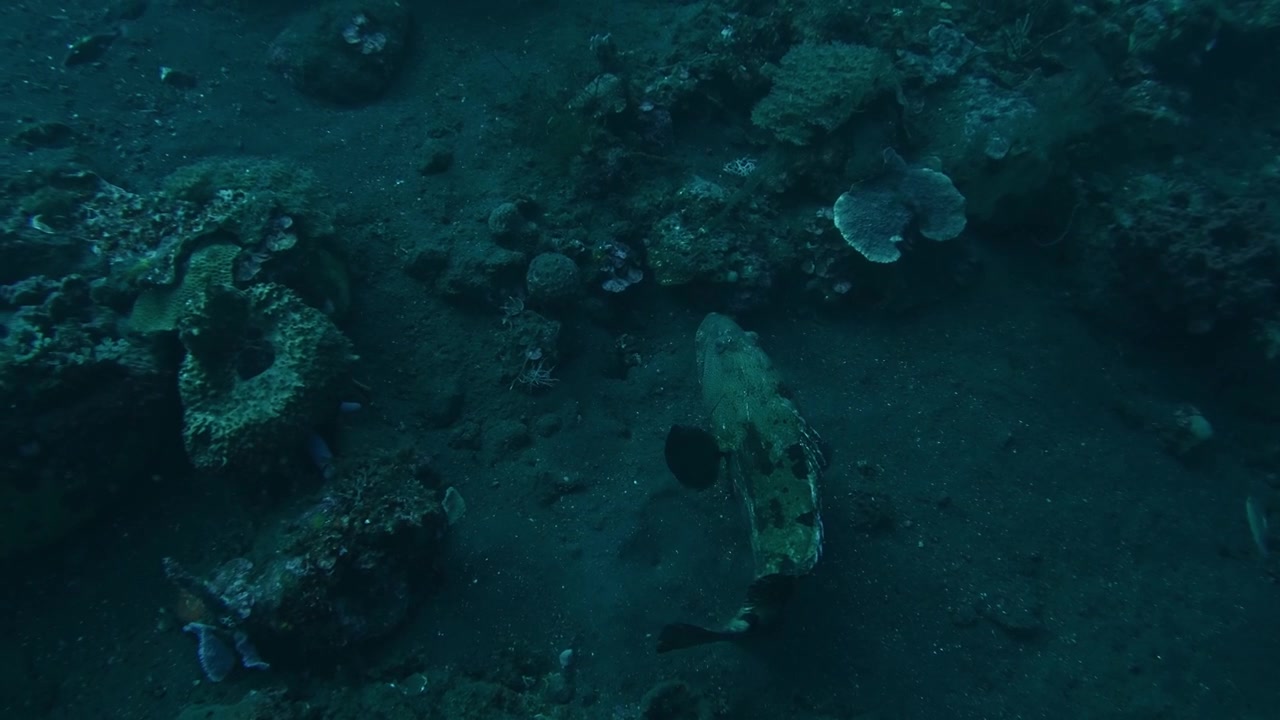 grouper fish with camouflage skin on bottom of the ocean, Bali, summer 2023