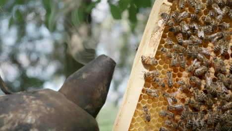 bee smoker used near honeycomb frame full of bees