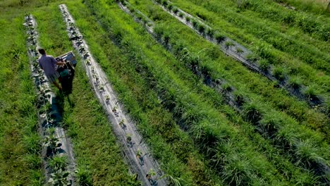 vista aérea de un agricultor trabajando entre filas en un gran huerto orgánico verde en el centro de italia