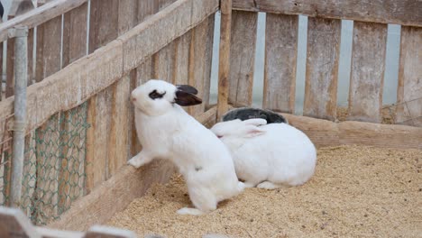 Adorable-domesticated-checkered-giant-rabbits-at-a-petting-farm-in-a-pen