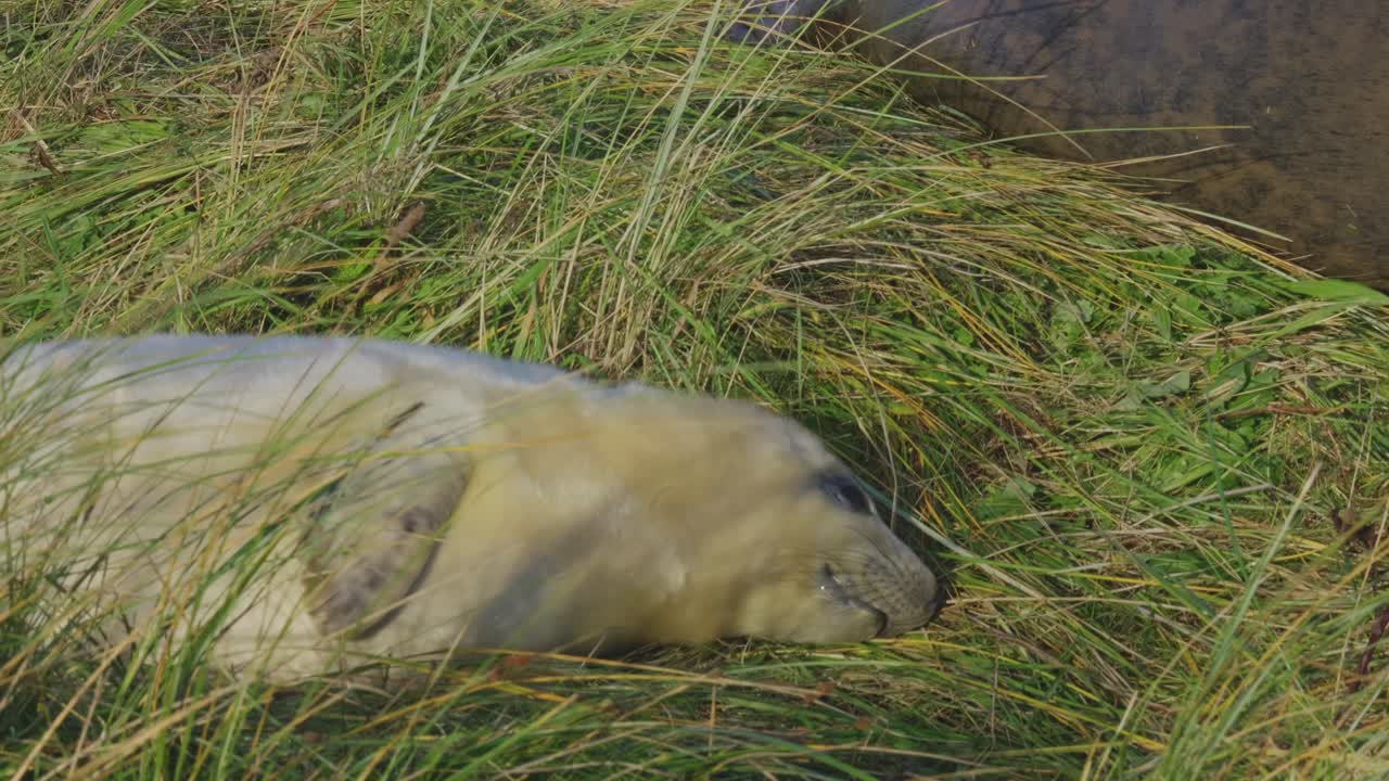 focas grises atlánticas en temporada de reproducción, cachorros recién nacidos con pelaje blanco, madres cuidando y uniéndose en el cálido sol de la tarde de noviembre