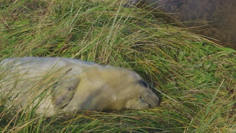 atlantic grey seals in breeding season, newborn pups with white fur, mothers nurturing and bonding in the warm november evening sun