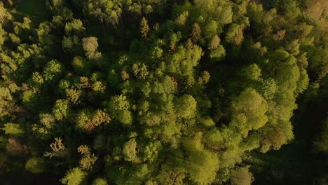 Antena-Flotando-Sobre-Los-Bosques-En-Letonia-Kurzeme-En-Una-Tarde-Soleada