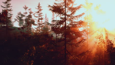 sunrise in a misty forest