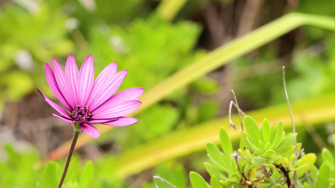 분홍색 꽃이 바람에 부드럽게 흔들리고