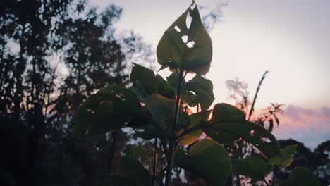 una planta en la ladera de una colina durante la puesta de sol