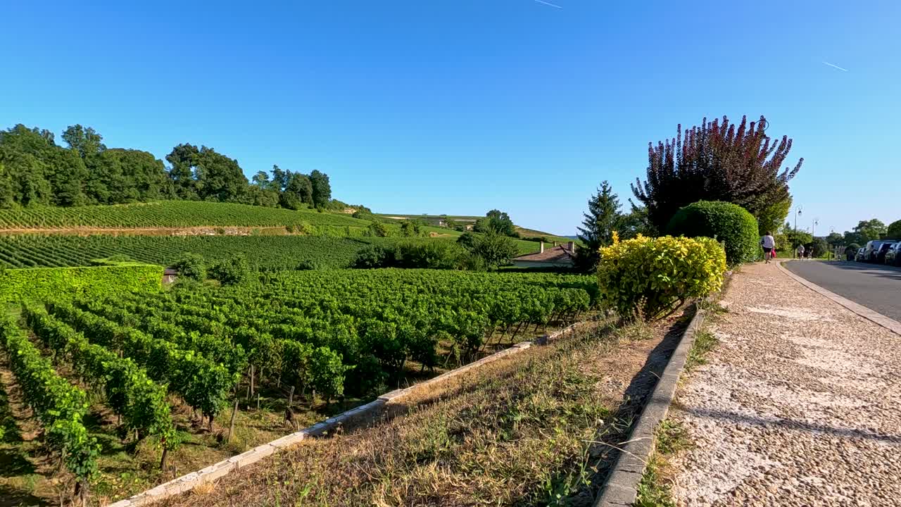 Cyclist explores vineyard path in Bordeaux, France