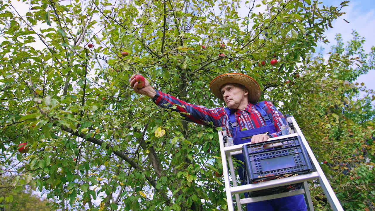 Professional farmer harvesting apples from the tree. Farming agricultural industry in orchard.