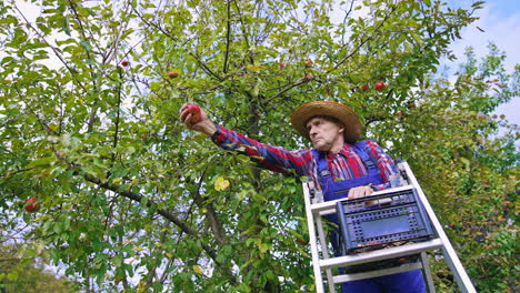 professional farmer harvesting apples from the tree. farming agricultural industry in orchard.