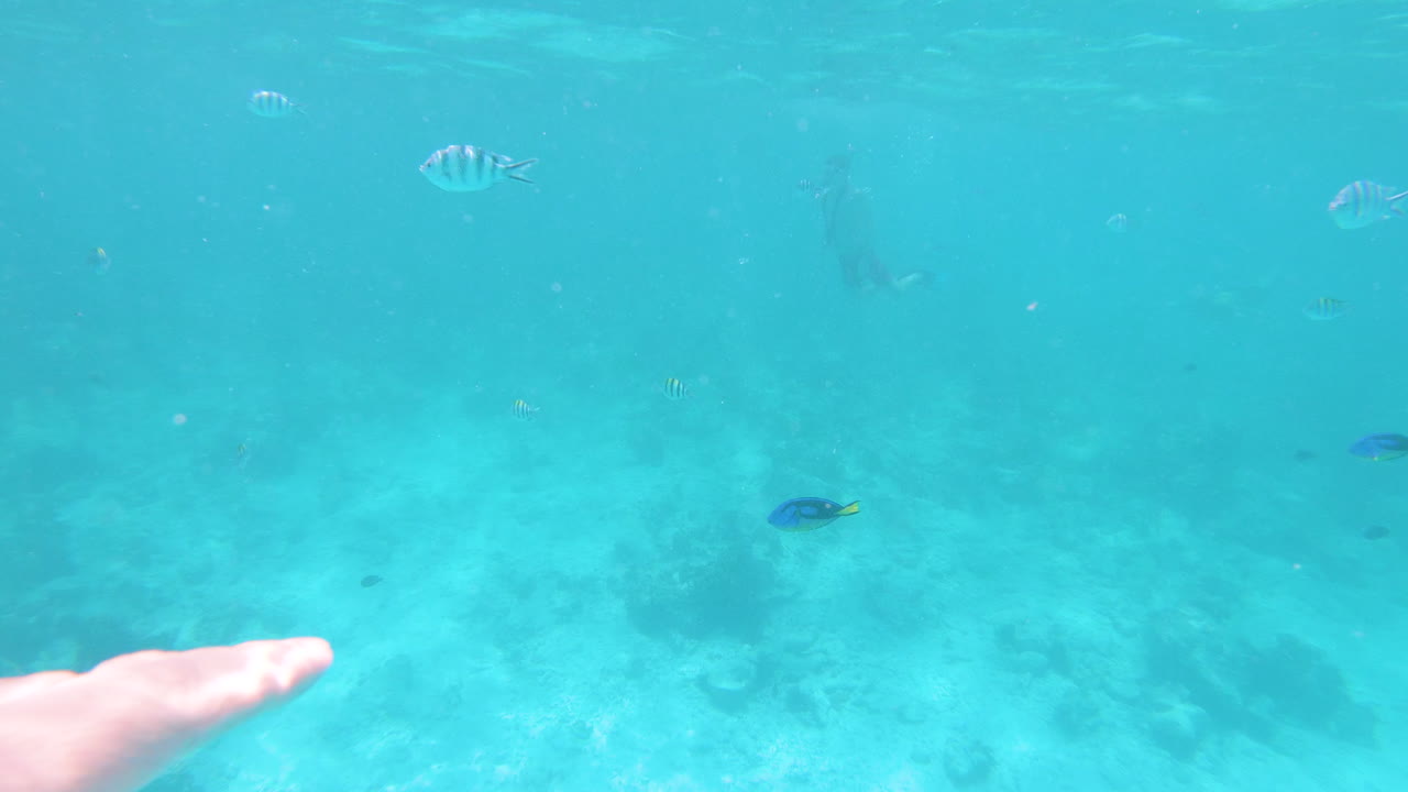 바다에서 열대어 수영을 위해 손을 뻗는 다이버, 시점 샷