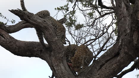 leopard and cub playing with head of antelope in tree