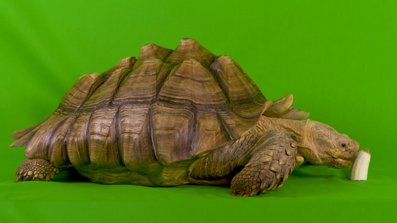 неудача животных, смешная черепаха пытается съесть банан, но отталкивает его дальше от себя