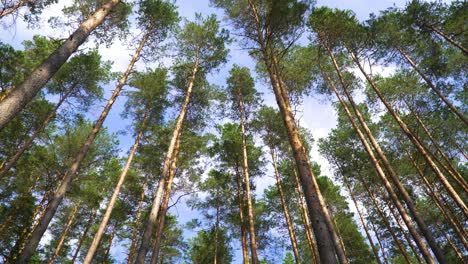 a beautiful shot of tall thin trees in a forest on a slope