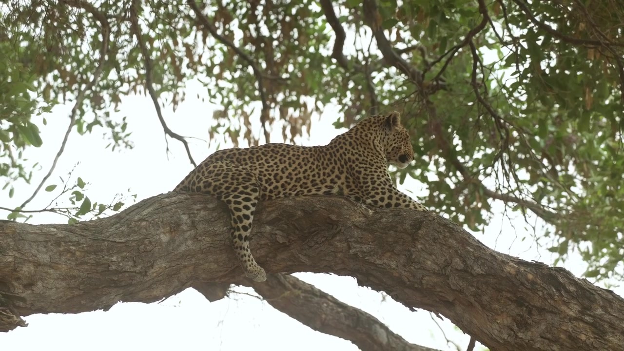 A female leopard lies peacefully on a huge branch scanning her surroundings as the tree sways gently in the wind in Mashatu Game Reserve, Botswana.