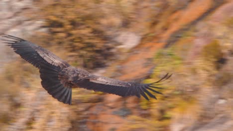 following a andean condor vulture moving away from the camera as it uses its tail as a radar to change direction