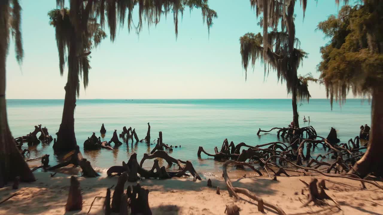 Tranquil Waters with Spanish Moss and Ancient Cypress Remnants